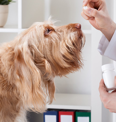 Veterinary Pharmaceutical Veterinary Pharmaceutical